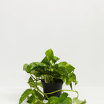 Golden Pothos Plant - Indoor Plants - PL_EGP_4IN1 - Varnish + Vine - 6