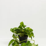 Golden Pothos Plant - Indoor Plants - PL_EGP_4IN1 - Varnish + Vine - 6