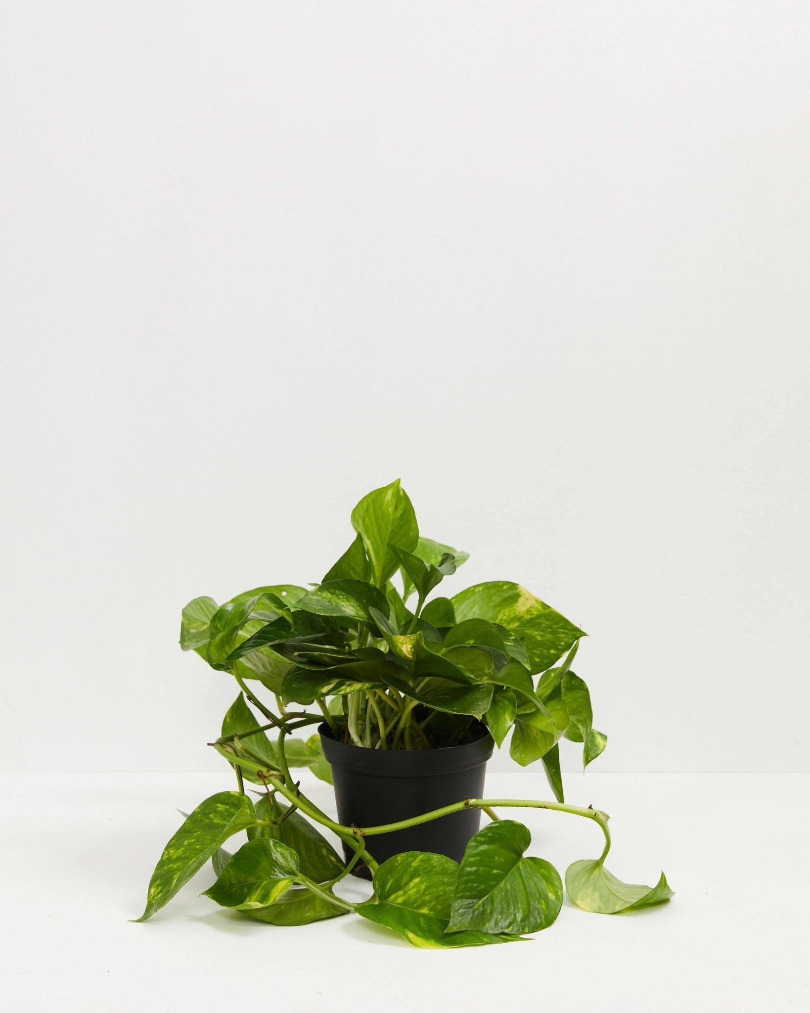 Golden Pothos Plant - Indoor Plants - PL_EGP_4IN1 - Varnish + Vine - 6