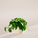 Golden Pothos Plant - Indoor Plants - PB_EGP_SWP_CO_6IN1 - Varnish + Vine - 68