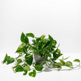 Golden Pothos Plant - Indoor Plants - PL_EGP_8IN1 - Varnish + Vine - 19
