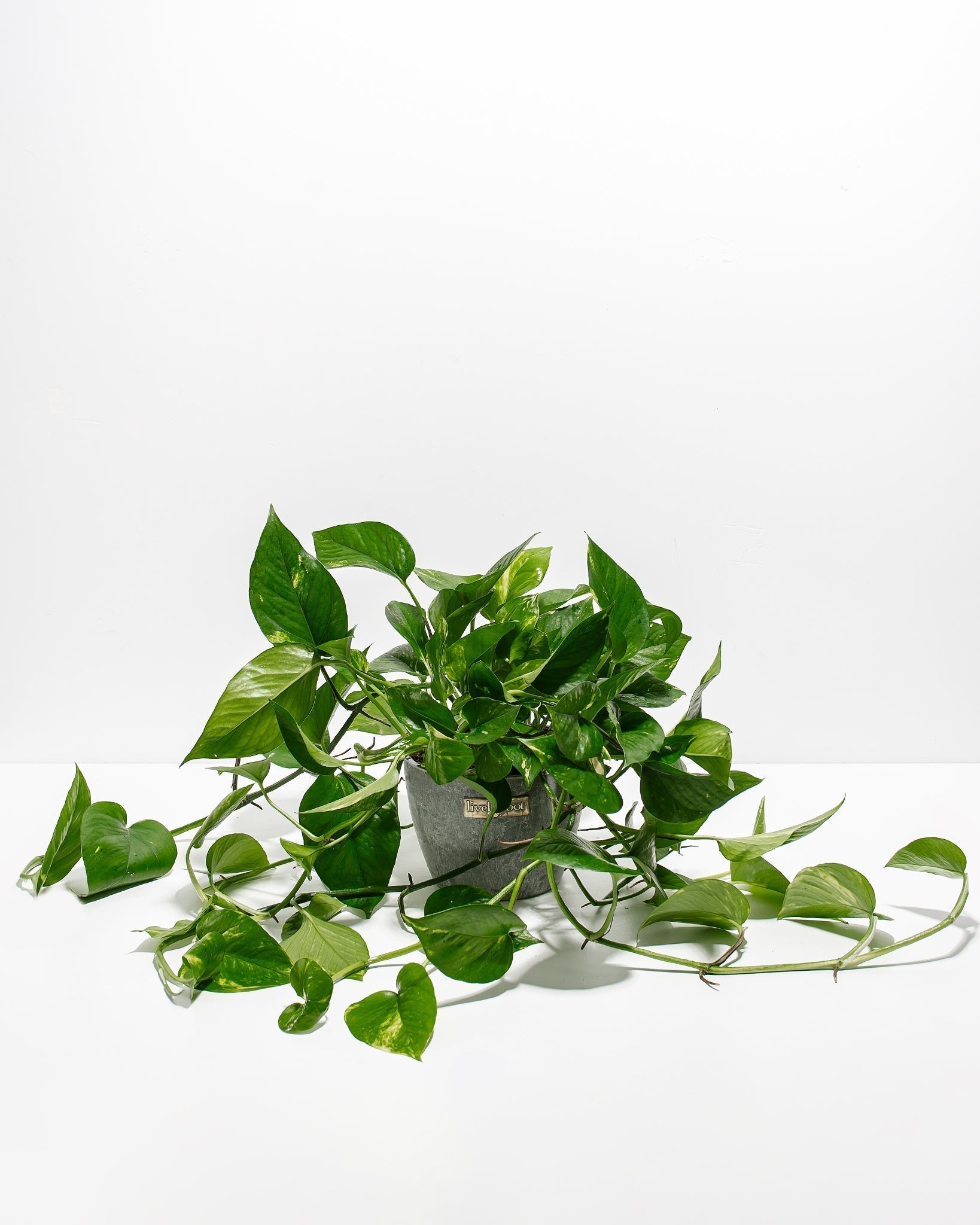Golden Pothos Plant - Indoor Plants - PL_EGP_8IN1 - Varnish + Vine - 19