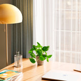 Golden Pothos Plant - Indoor Plants - PL_EGP_4IN1 - Varnish + Vine - 45