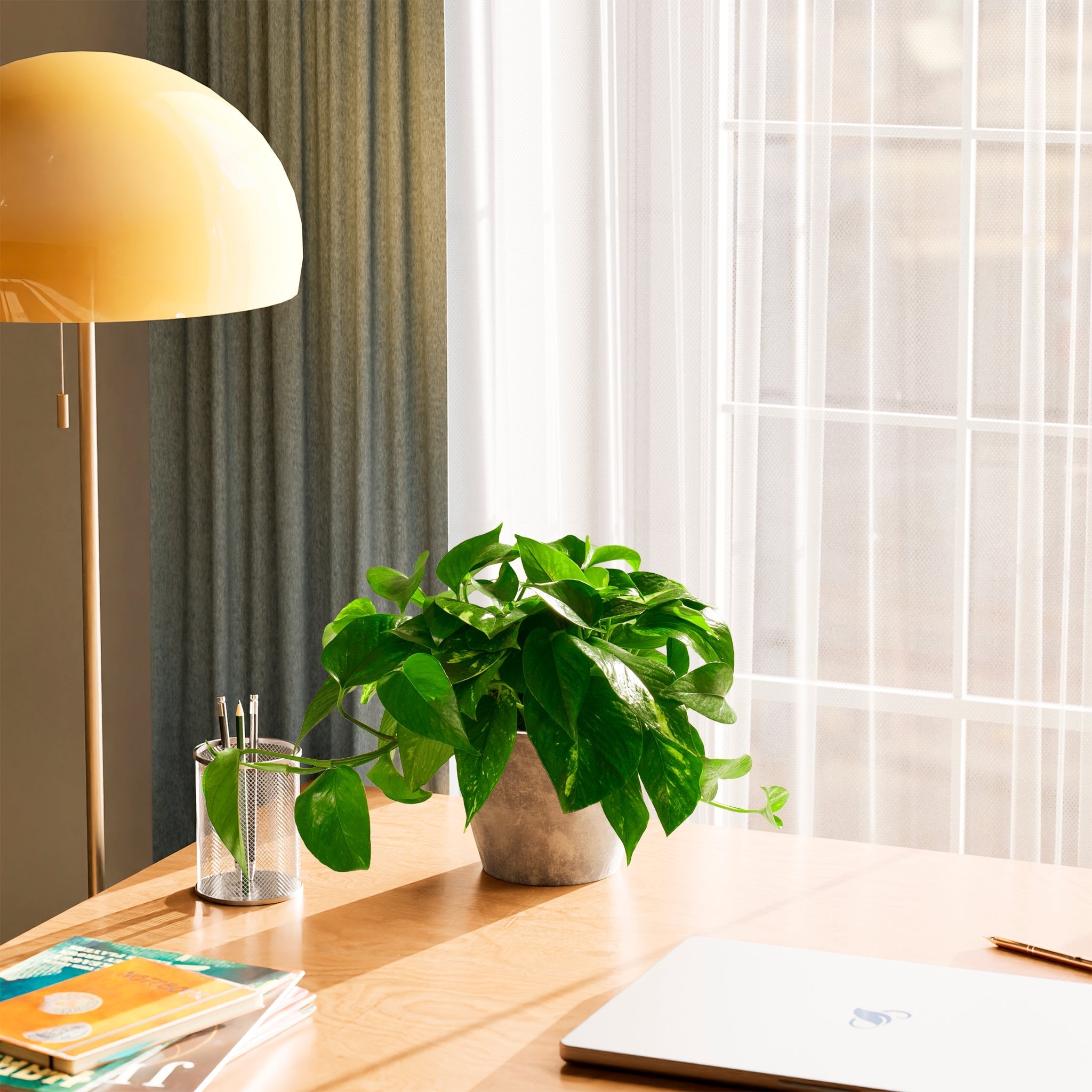 Golden Pothos Plant - Indoor Plants - PL_EGP_4IN1 - Varnish + Vine - 54