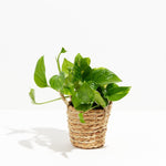 Golden Pothos Plant - Indoor Plants - PB_EGP_BAS_LI_4IN1 - Varnish + Vine - 23