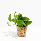 Golden Pothos Plant - Indoor Plants - PB_EGP_BAS_LI_4IN1 - Varnish + Vine - 23