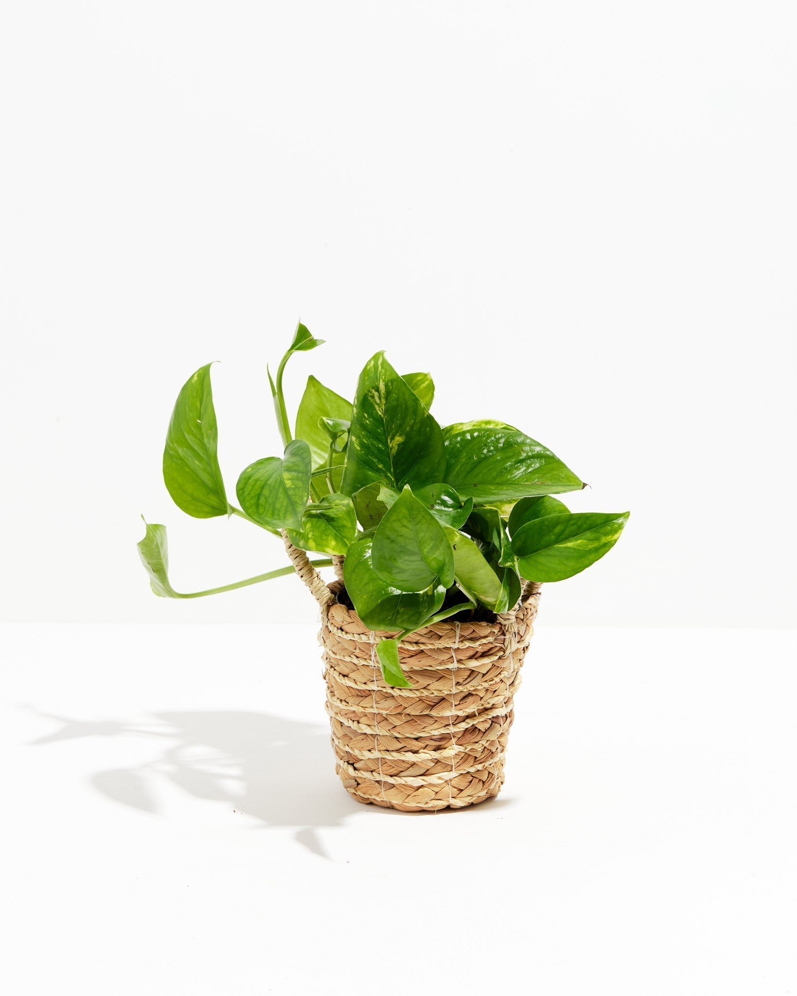 Golden Pothos Plant - Indoor Plants - PB_EGP_BAS_LI_4IN1 - Varnish + Vine - 23