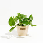 Golden Pothos Plant - Indoor Plants - PL_EGP_8IN1 - Varnish + Vine - 17