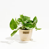 Golden Pothos Plant - Indoor Plants - PL_EGP_8IN1 - Varnish + Vine - 17