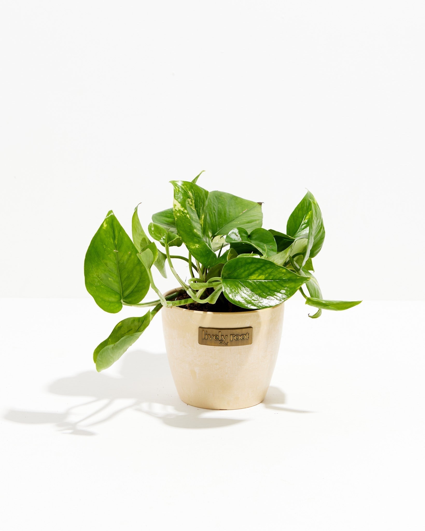 Golden Pothos Plant - Indoor Plants - PL_EGP_8IN1 - Varnish + Vine - 17