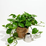 Golden Pothos Plant - Indoor Plants - PL_EGP_8IN1 - Varnish + Vine - 12