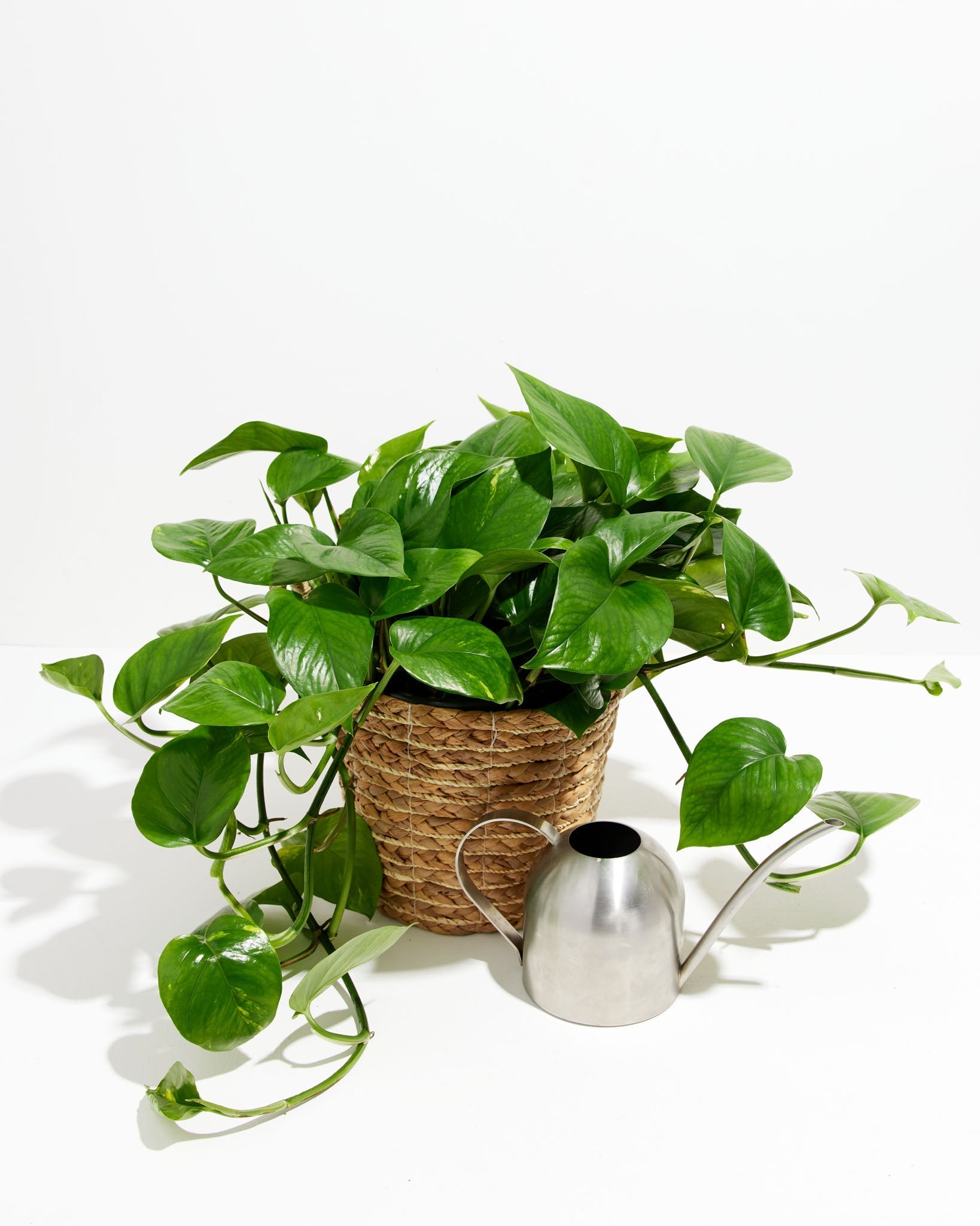 Golden Pothos Plant - Indoor Plants - PL_EGP_8IN1 - Varnish + Vine - 12
