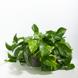 Golden Pothos Plant - Indoor Plants - PB_EGP_ECO_EG_8IN1 - Varnish + Vine - 22