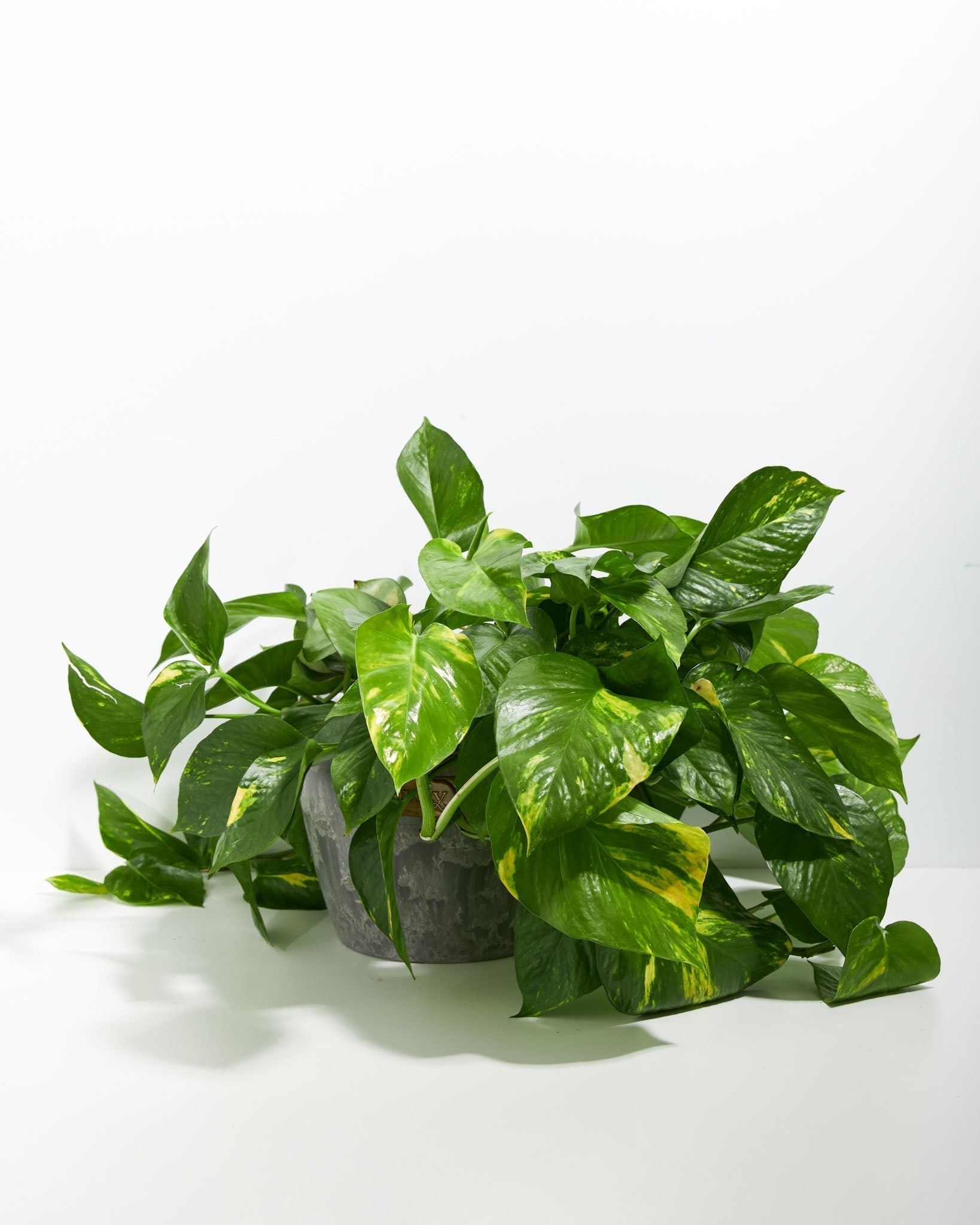 Golden Pothos Plant - Indoor Plants - PB_EGP_ECO_EG_8IN1 - Varnish + Vine - 22