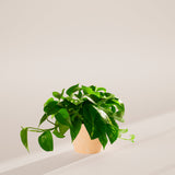 Golden Pothos Plant - Indoor Plants - PB_EGP_ECO_MA_6IN1 - Varnish + Vine - 63