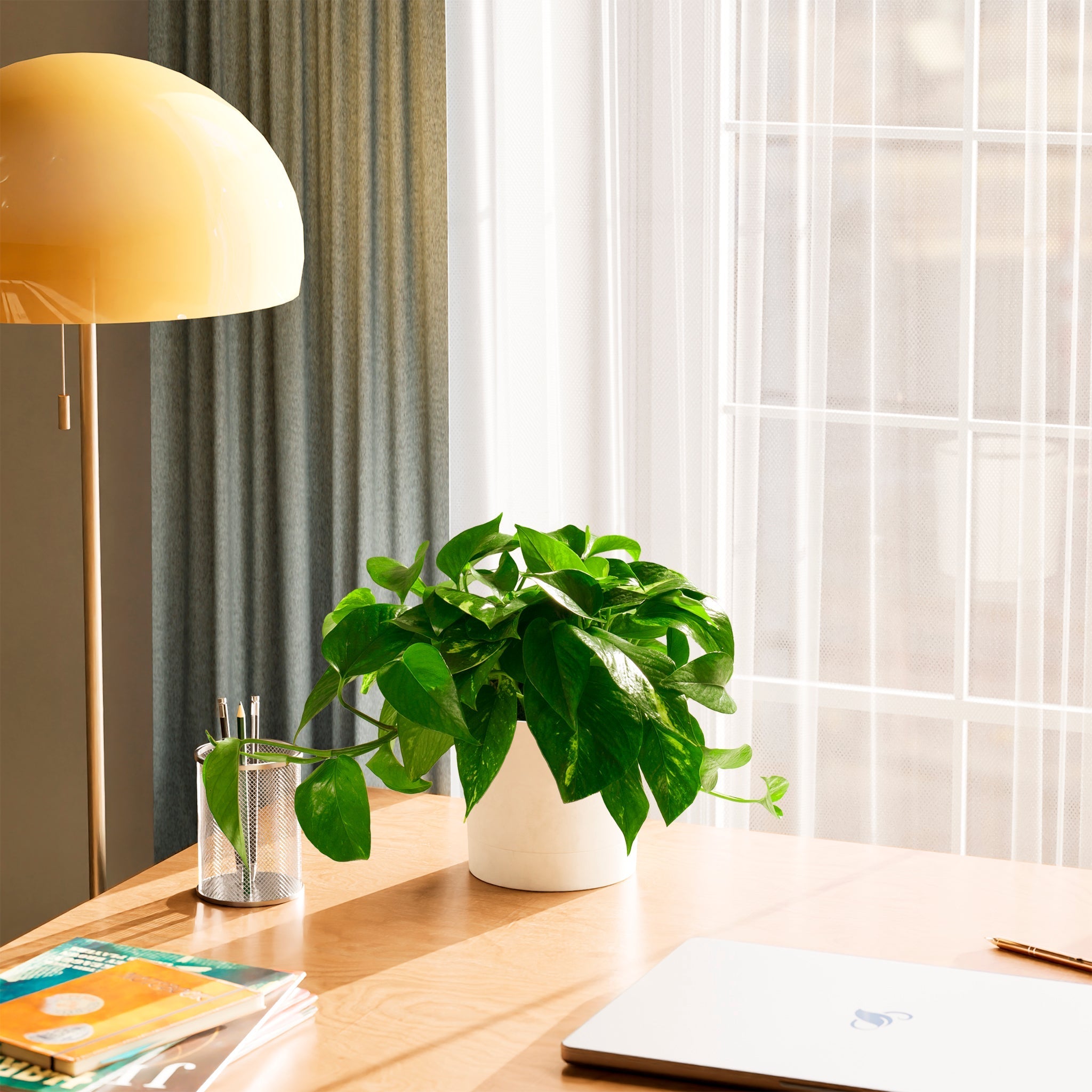 Golden Pothos Plant - Indoor Plants - PB_EGP_ECO_EG_6IN1 - Varnish + Vine - 57