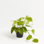 Golden Pothos Plant - Indoor Plants - PL_EGP_4IN1 - Varnish + Vine - 7
