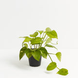 Golden Pothos Plant - Indoor Plants - PL_EGP_4IN1 - Varnish + Vine - 7