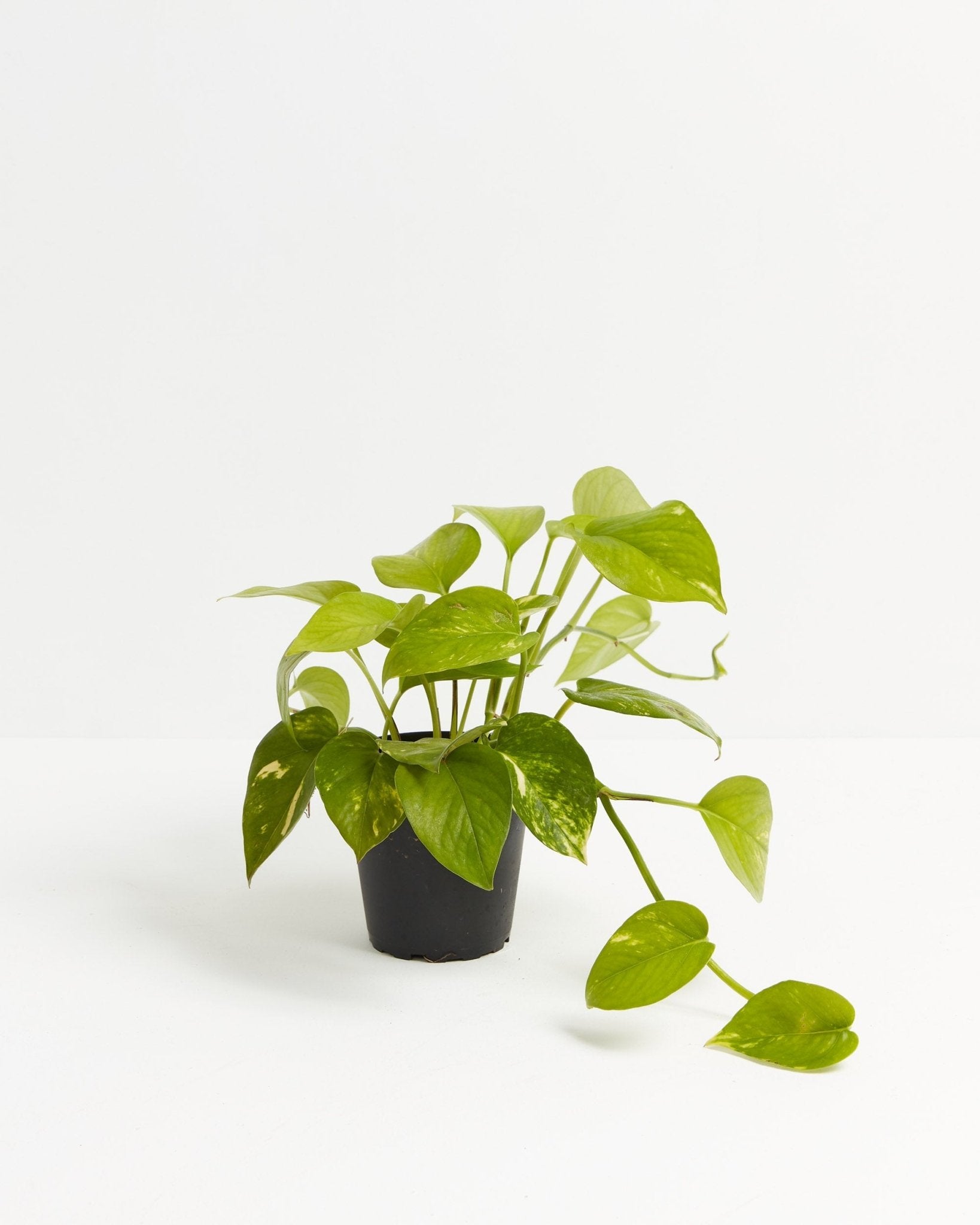 Golden Pothos Plant - Indoor Plants - PL_EGP_4IN1 - Varnish + Vine - 7
