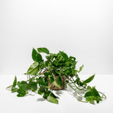 Golden Pothos Plant - Indoor Plants - PB_EGP_BAS_LI_6IN1 - Varnish + Vine - 24