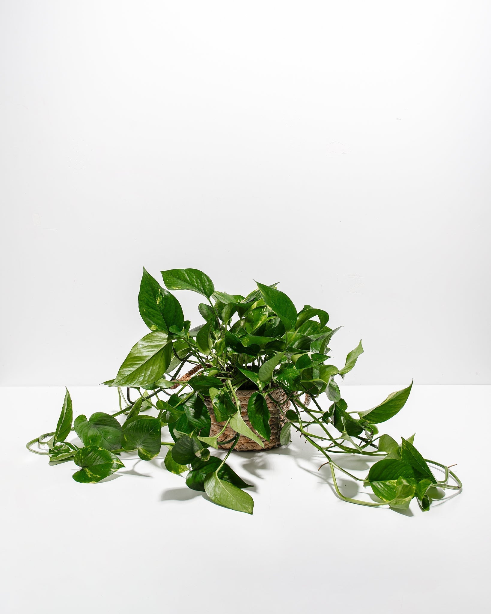 Golden Pothos Plant - Indoor Plants - PB_EGP_BAS_LI_6IN1 - Varnish + Vine - 24