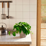 Golden Pothos Plant - Indoor Plants - PL_EGP_4IN1 - Varnish + Vine - 1