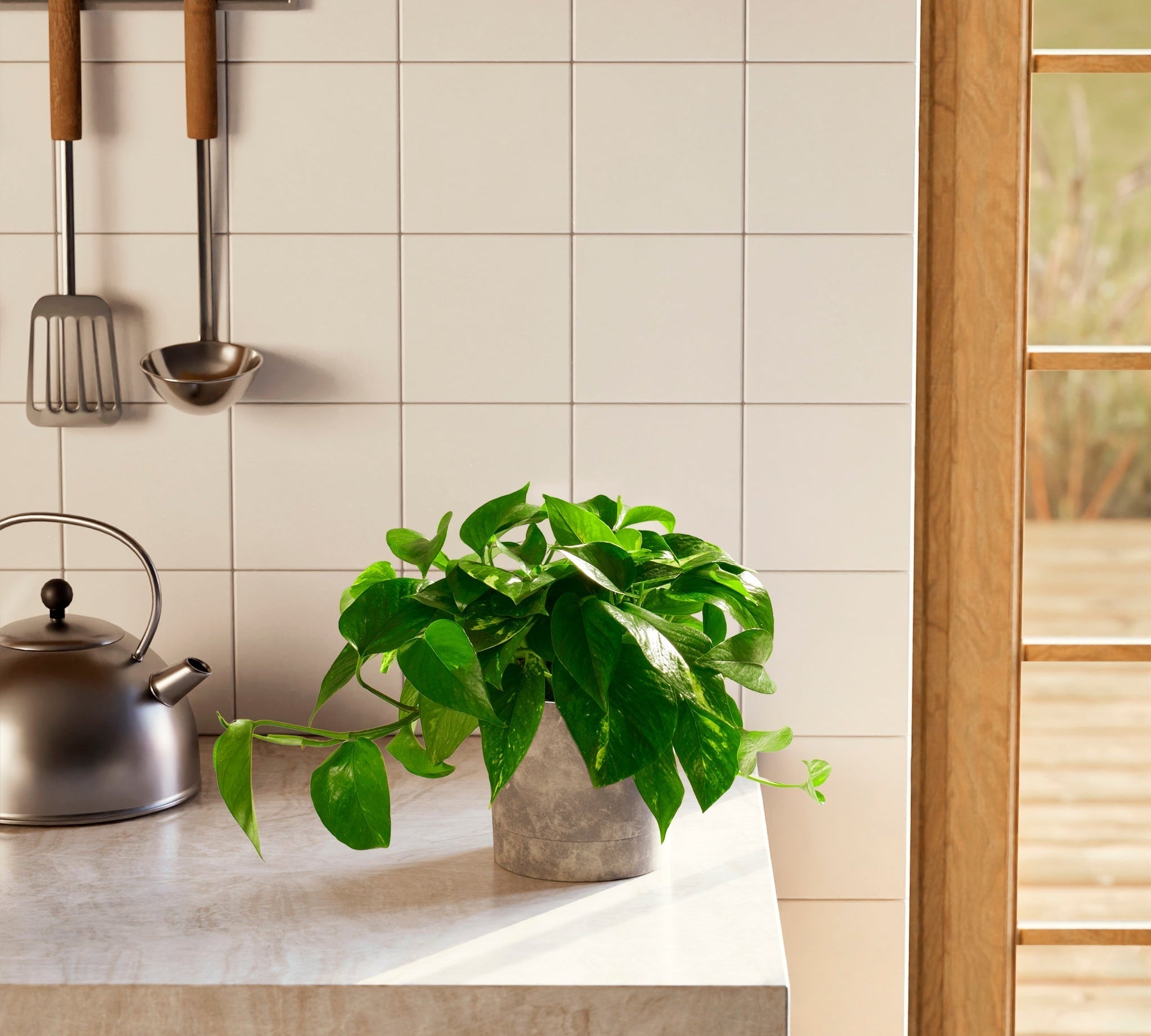 Golden Pothos Plant - Indoor Plants - PL_EGP_4IN1 - Varnish + Vine - 1