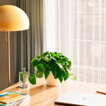 Golden Pothos Plant - Indoor Plants - PB_EGP_ECO_EG_6IN1 - Varnish + Vine - 56