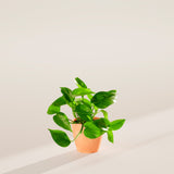Golden Pothos Plant - Indoor Plants - PB_EGP_ECO_CH_4IN1 - Varnish + Vine - 39