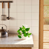 Golden Pothos Plant - Indoor Plants - PB_EGP_BAS_LI_8IN1 - Varnish + Vine - 31