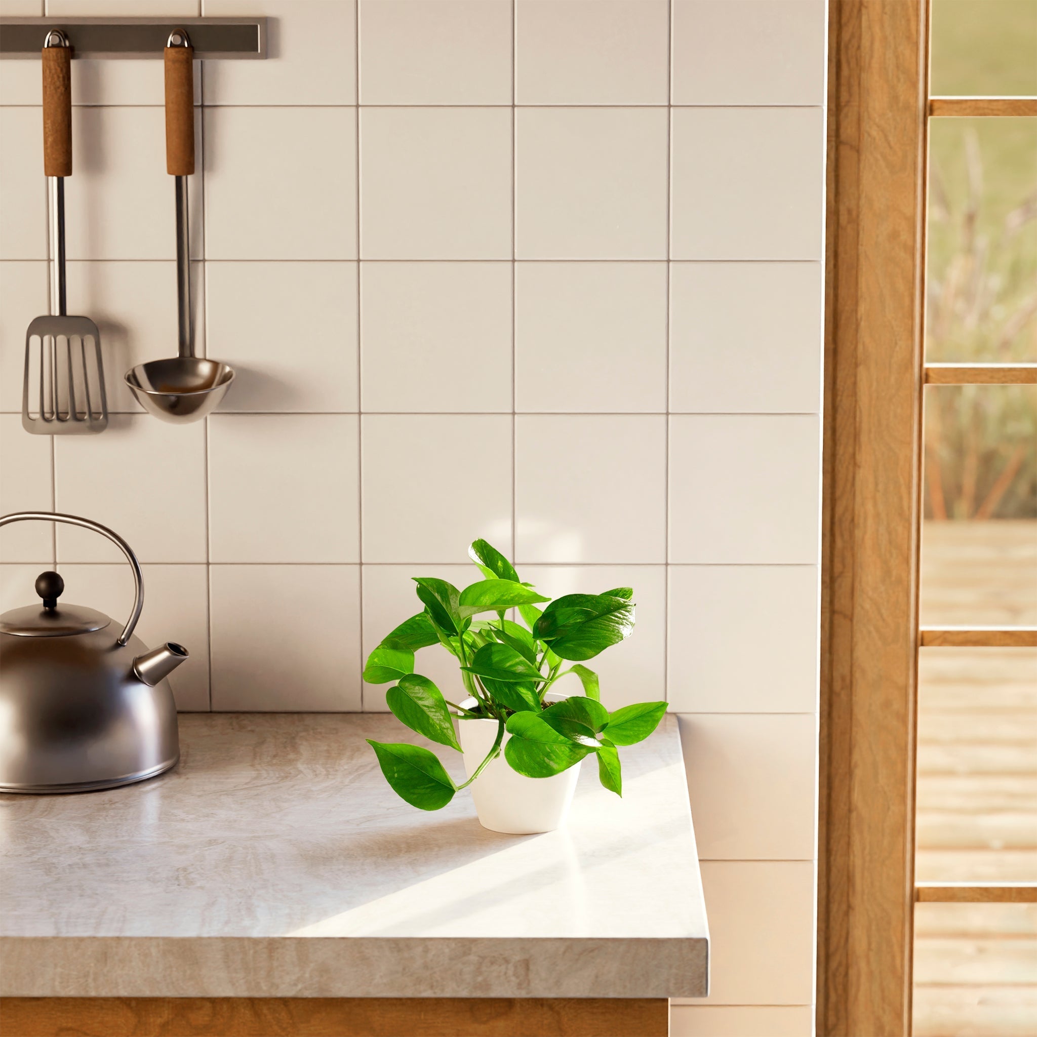 Golden Pothos Plant - Indoor Plants - PB_EGP_BAS_LI_8IN1 - Varnish + Vine - 31