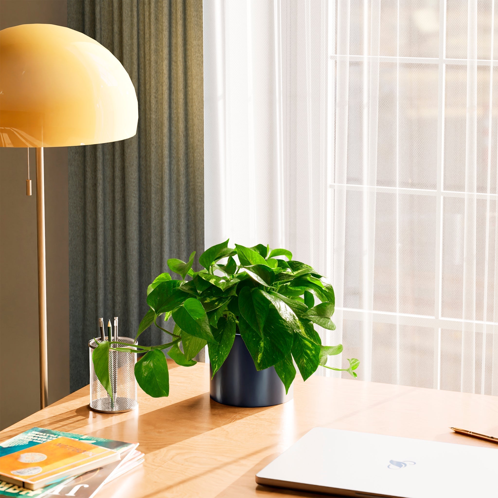 Golden Pothos Plant - Indoor Plants - PL_EGP_6IN1 - Varnish + Vine - 74