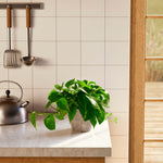 Golden Pothos Plant - Indoor Plants - PL_EGP_4IN1 - Varnish + Vine - 53