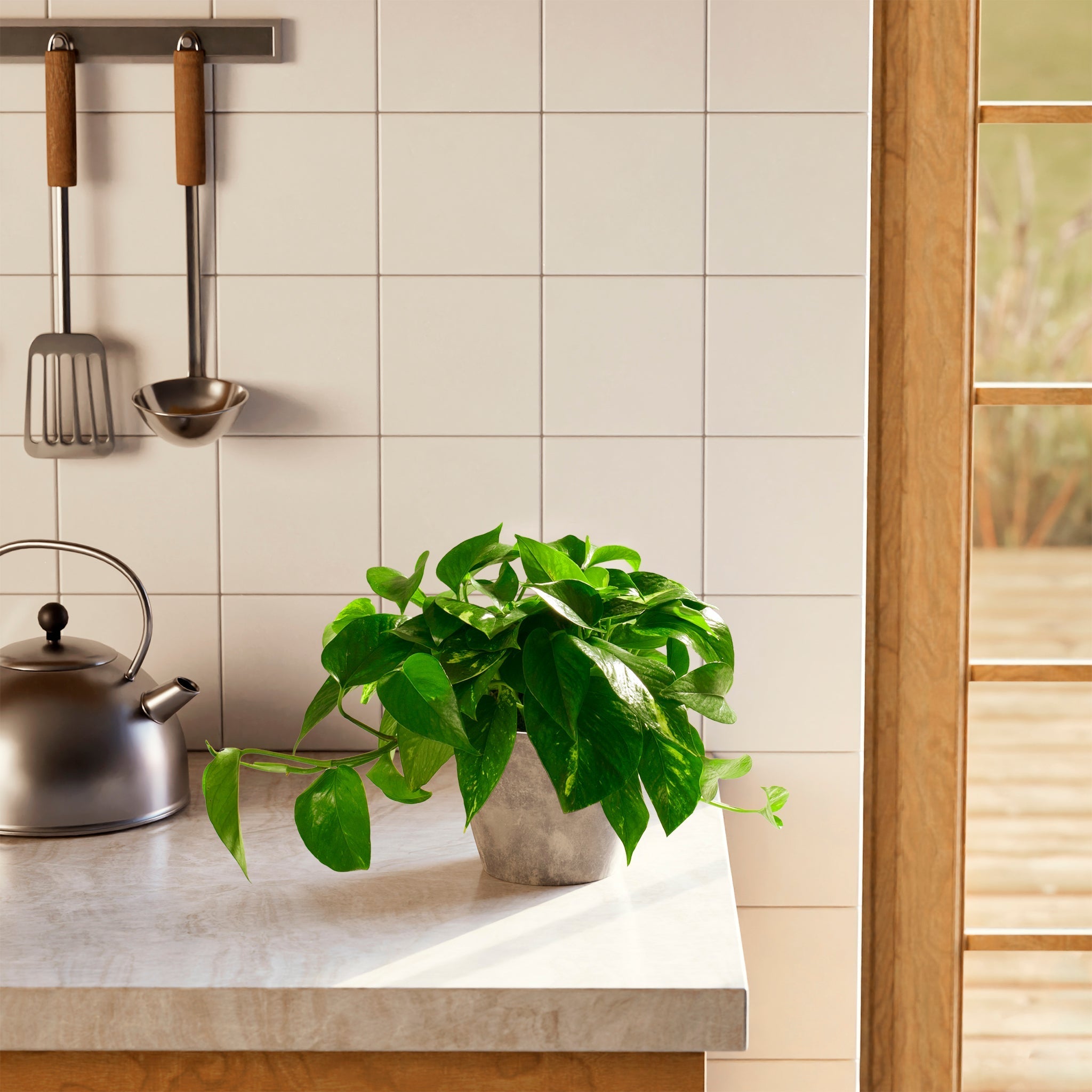 Golden Pothos Plant - Indoor Plants - PL_EGP_4IN1 - Varnish + Vine - 53