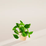 Golden Pothos Plant - Indoor Plants - PB_EGP_ECO_MA_4IN1 - Varnish + Vine - 41