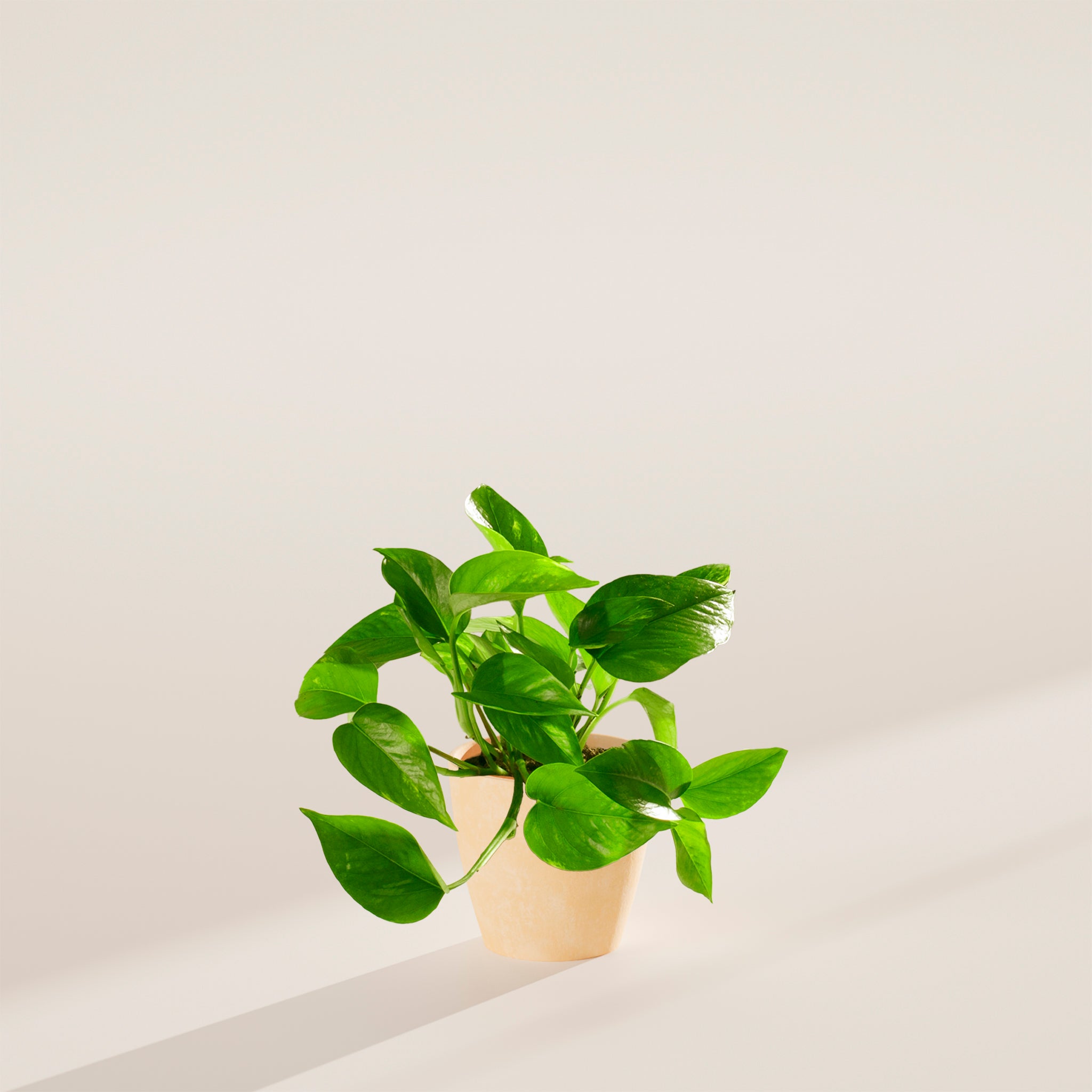 Golden Pothos Plant - Indoor Plants - PB_EGP_ECO_MA_4IN1 - Varnish + Vine - 41