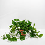 Golden Pothos Plant - Indoor Plants - PL_EGP_8IN1 - Varnish + Vine - 20