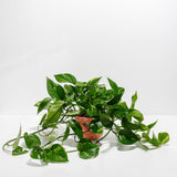 Golden Pothos Plant - Indoor Plants - PL_EGP_8IN1 - Varnish + Vine - 20