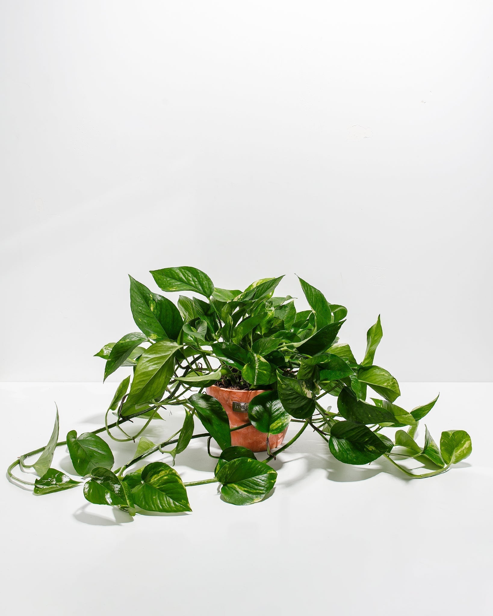 Golden Pothos Plant - Indoor Plants - PL_EGP_8IN1 - Varnish + Vine - 20