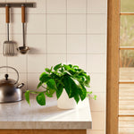 Golden Pothos Plant - Indoor Plants - PB_EGP_SWP_EG_6IN1 - Varnish + Vine - 67