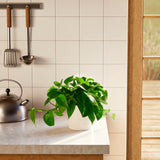 Golden Pothos Plant - Indoor Plants - PB_EGP_SWP_EG_6IN1 - Varnish + Vine - 67