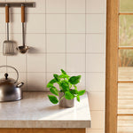 Golden Pothos Plant - Indoor Plants - PL_EGP_4IN1 - Varnish + Vine - 46