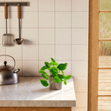 Golden Pothos Plant - Indoor Plants - PL_EGP_4IN1 - Varnish + Vine - 46