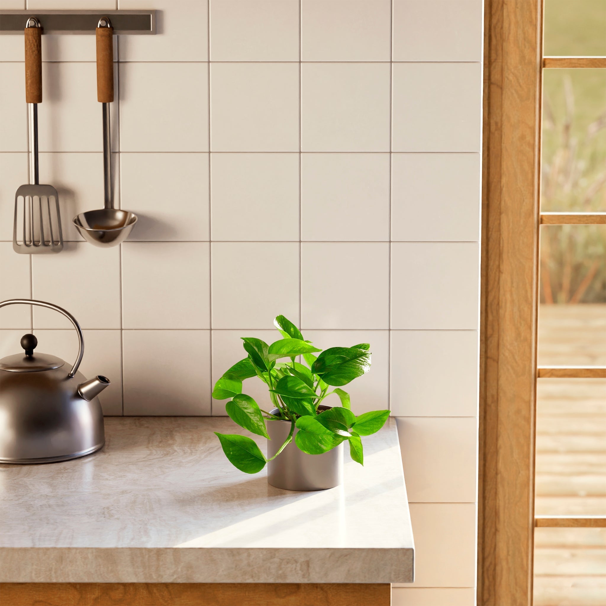 Golden Pothos Plant - Indoor Plants - PL_EGP_4IN1 - Varnish + Vine - 46