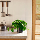 Golden Pothos Plant - Indoor Plants - PL_EGP_6IN1 - Varnish + Vine - 73