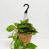 Golden Pothos Plant - Indoor Plants - PL_EGP_4IN1 - Varnish + Vine - 4
