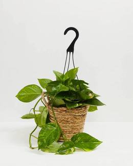 Golden Pothos Plant - Indoor Plants - PL_EGP_4IN1 - Varnish + Vine - 4