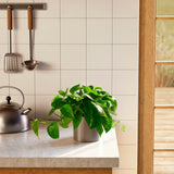Golden Pothos Plant - Indoor Plants - PL_EGP_6IN1 - Varnish + Vine - 70