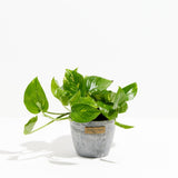 Golden Pothos Plant - Indoor Plants - PL_EGP_8IN1 - Varnish + Vine - 15