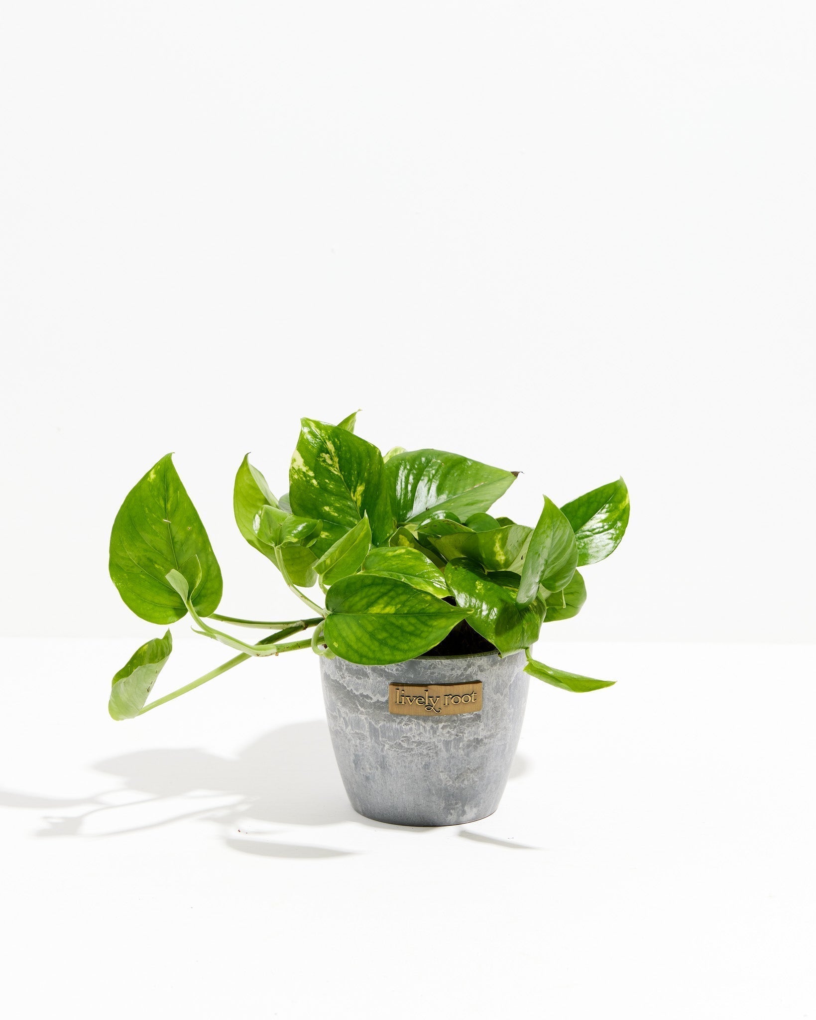Golden Pothos Plant - Indoor Plants - PL_EGP_8IN1 - Varnish + Vine - 15